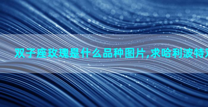 双子座玫瑰是什么品种图片,求哈利波特双子同人文